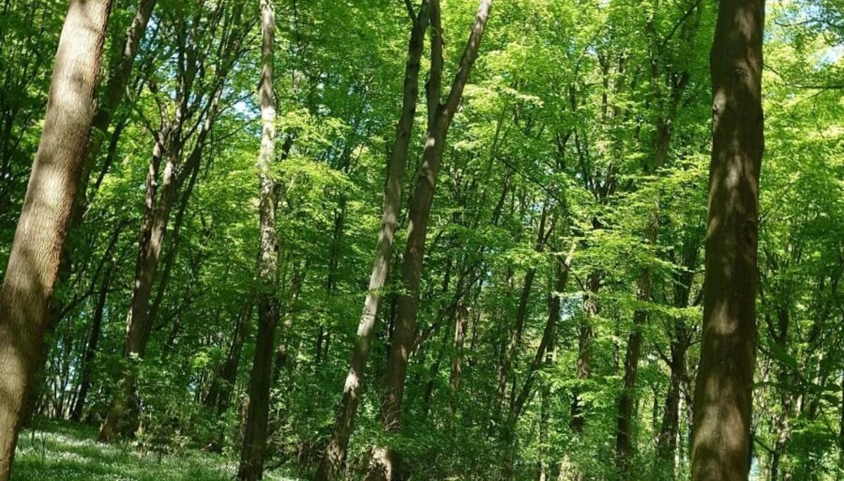 © DAV Weimar/Thomas Rietel